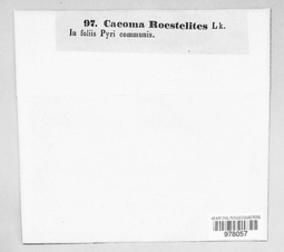 Caeoma roestelites image